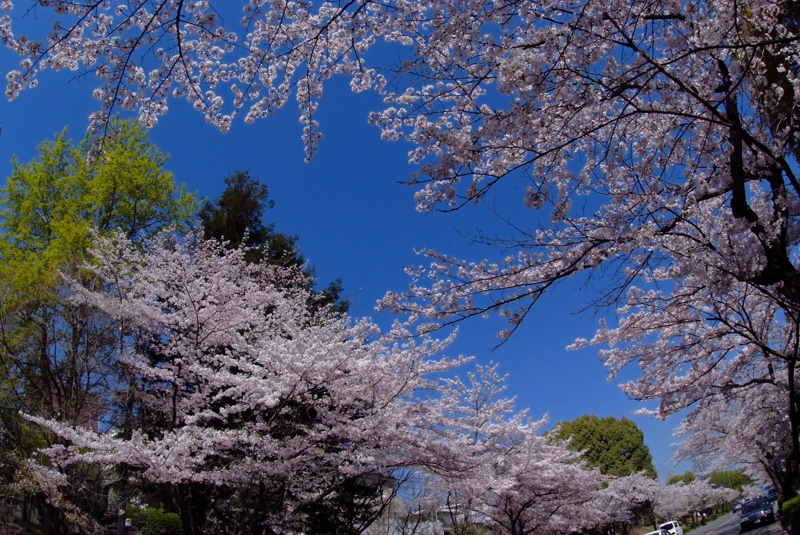 2009.003　　桜_f0171584_244196.jpg