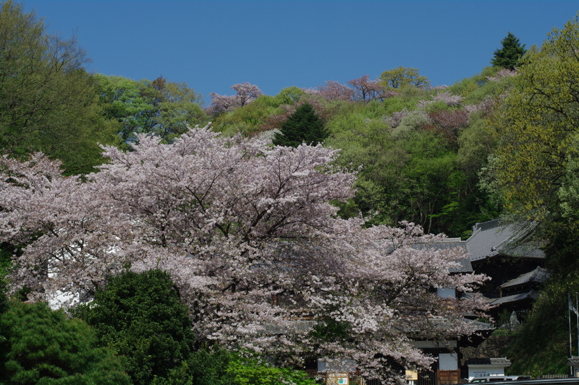 桜三昧もそろそろ_e0108787_206727.jpg