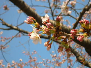 桜　仙台_c0029190_16454482.jpg