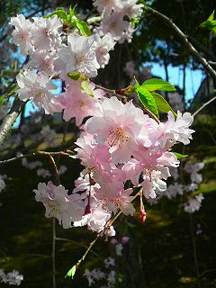 c0124790_15594381.jpg