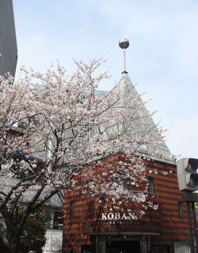交番前の桜。_d0125890_22301923.jpg