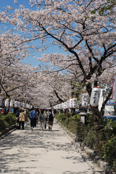 鎌倉散歩　【鎌倉八幡宮】_d0114093_13344868.jpg