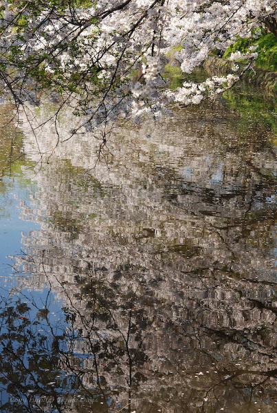 鎌倉散歩　【鎌倉八幡宮】_d0114093_1341149.jpg