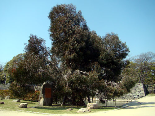 a0047200_1755373.jpg