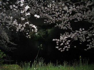 千鳥ヶ淵の桜 ライトアップ行ったのですが・・・(写真追加しました）_b0021101_2312769.jpg