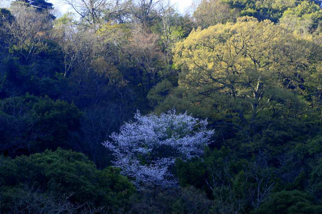 いで湯の桜②_e0116702_11491465.jpg