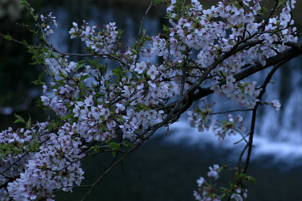 いで湯の桜③_e0116702_12135320.jpg