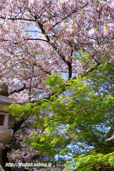 花びらの絨毯は…_f0008102_20295994.jpg