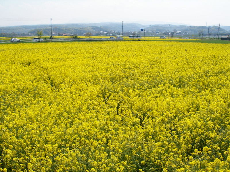 祭りの前に_c0036203_22222188.jpg