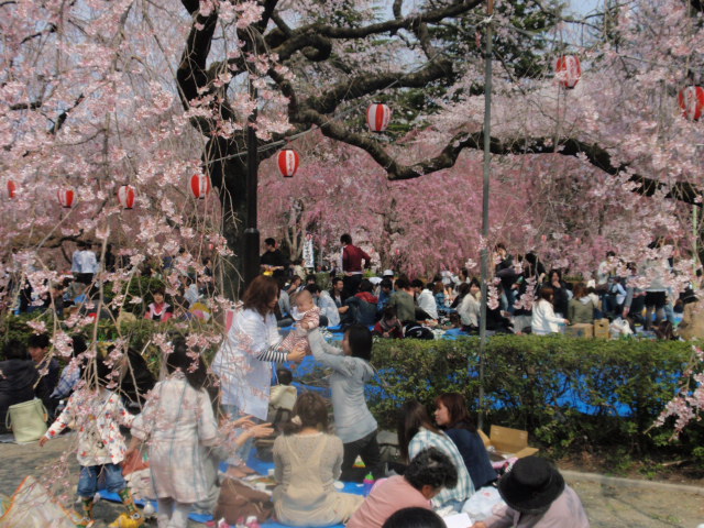 榴ヶ岡公園・桜リポートVOL.5　４/11_e0169804_13294076.jpg