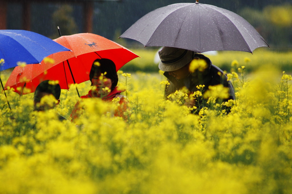 花と雨傘_c0158407_10424644.jpg