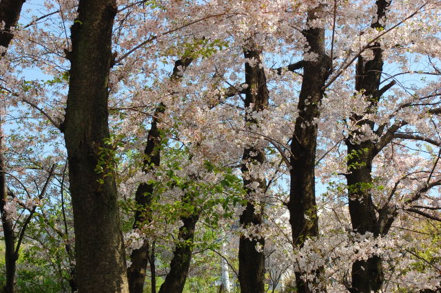 楽音寺の桜。_f0203507_22222858.jpg