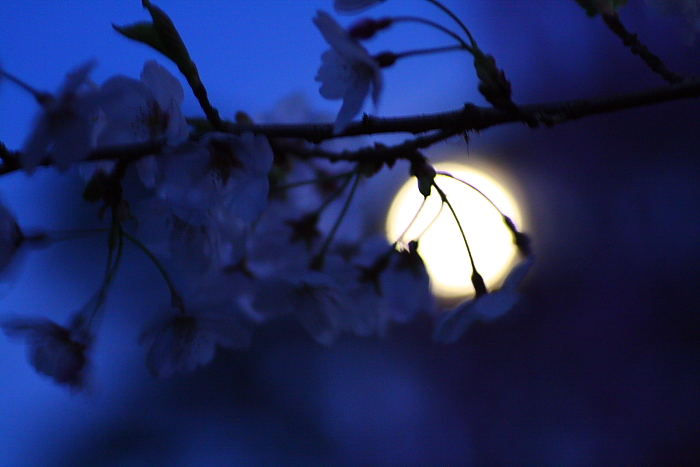 夜桜（我家）_e0140108_7473735.jpg