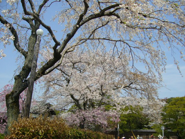 古都の桜_f0058608_13405450.jpg