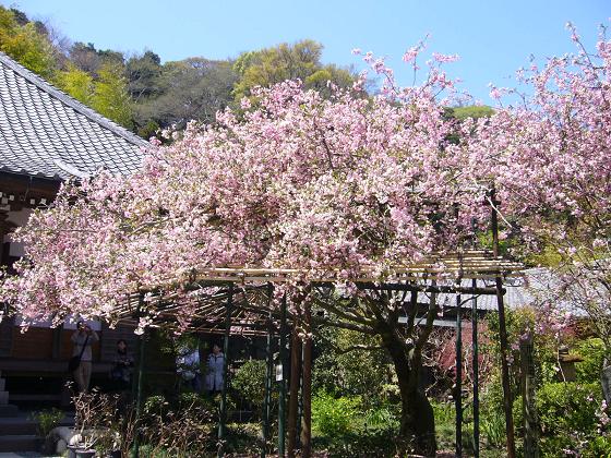 鎌倉 花散歩 ～極楽寺から長谷あたり～_b0112909_14401665.jpg