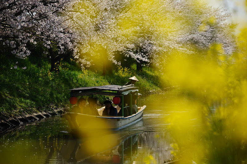 近江八幡桜の季節・水郷巡り編_f0032011_1910592.jpg