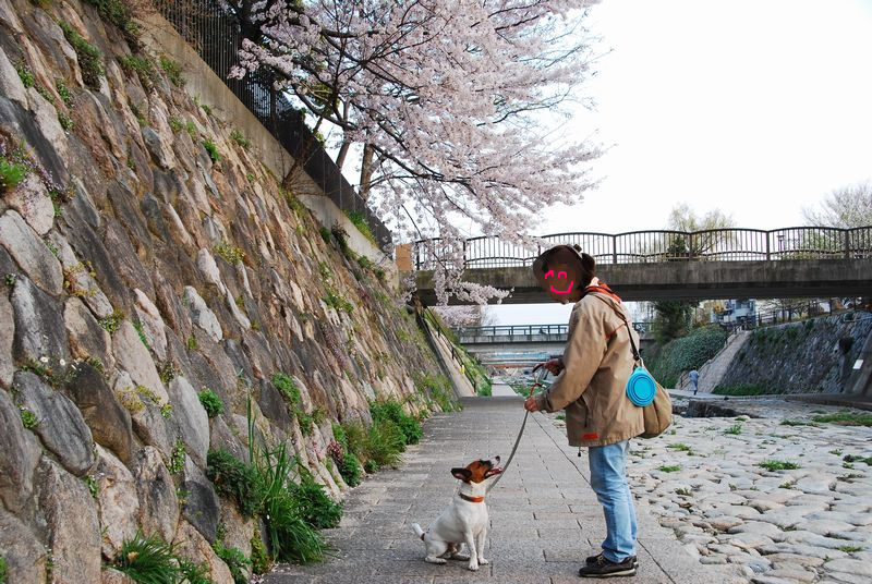 桜、桜、桜、うじゃ桜＆クイズのお誘い_f0203612_0323871.jpg