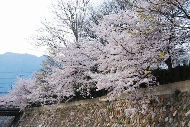 桜、桜、桜、うじゃ桜＆クイズのお誘い_f0203612_032770.jpg