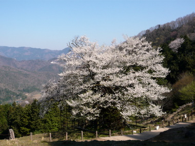 a0090313_1111015.jpg