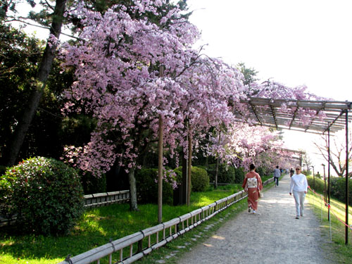 鴨川上流「なからぎの道」しだれ桜_e0048413_14151718.jpg