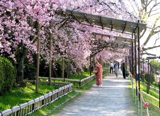 鴨川上流「なからぎの道」しだれ桜_e0048413_14153374.jpg