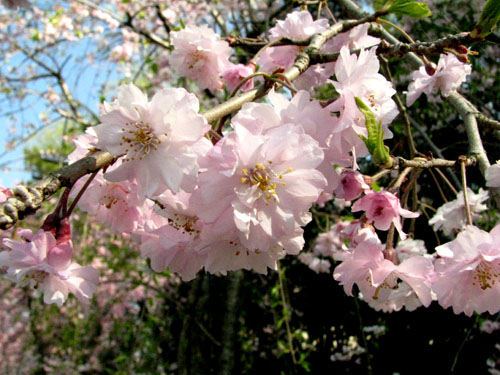 鴨川上流「なからぎの道」しだれ桜_e0048413_14155676.jpg