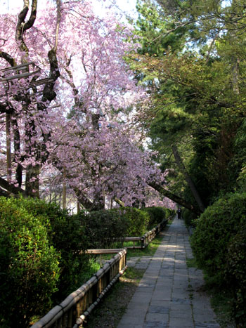 鴨川上流「なからぎの道」しだれ桜_e0048413_141672.jpg