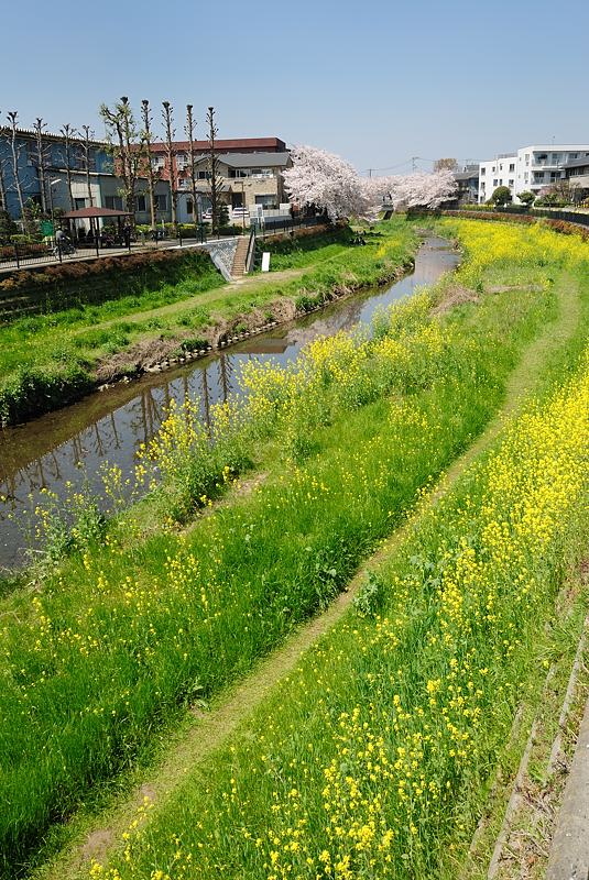 調布市野川の満開の桜を46枚の画像で！_f0192814_2313587.jpg