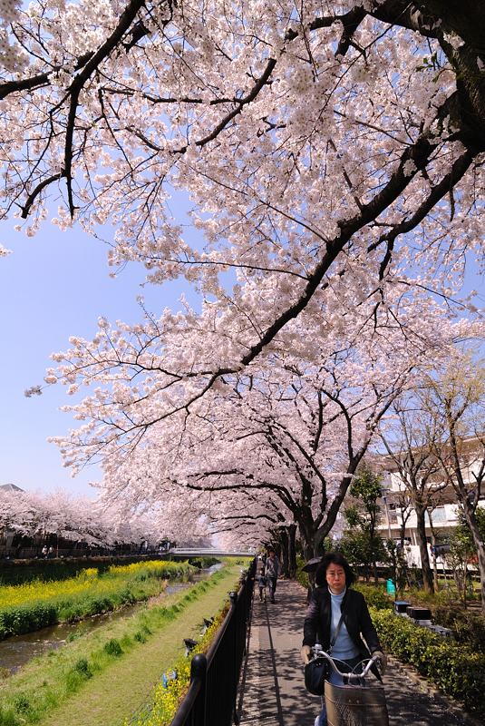 調布市野川の満開の桜を46枚の画像で！_f0192814_2329489.jpg