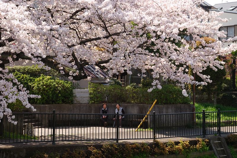 調布市野川の満開の桜を46枚の画像で！_f0192814_23371325.jpg