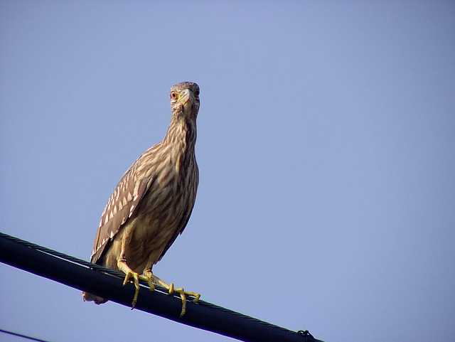 通勤鳥撮り　証拠写真_f0051915_031524.jpg