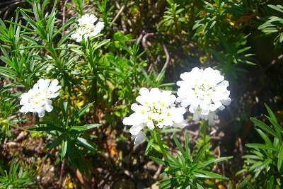 e0176627_23305544.jpg