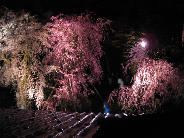 しだれ桃　＆　夜桜_b0170128_12221399.jpg