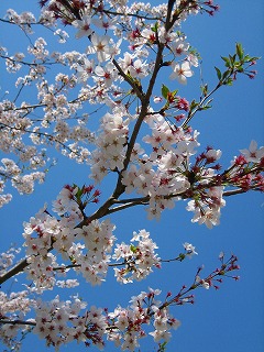桜の声が・・_b0100229_1339224.jpg