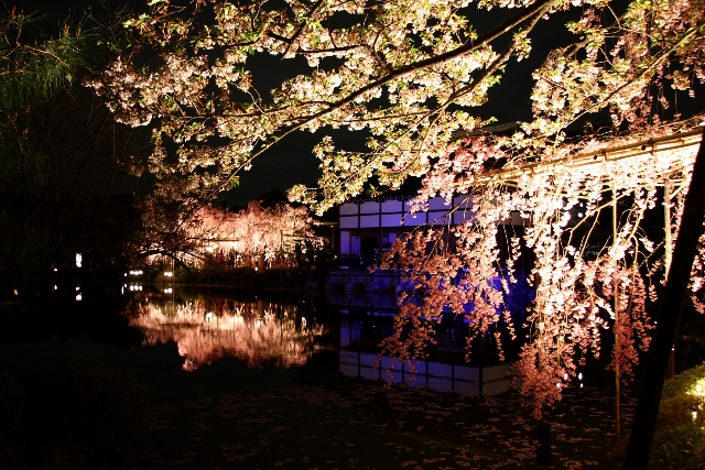 平安神宮の桜（紅しだれコンサート)_b0169330_22501711.jpg