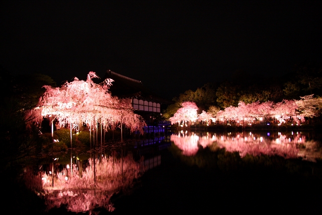 平安神宮の桜（紅しだれコンサート)_b0169330_22512438.jpg