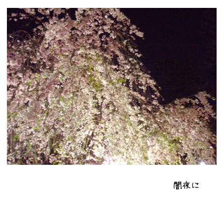 夜桜_f0192530_075658.jpg