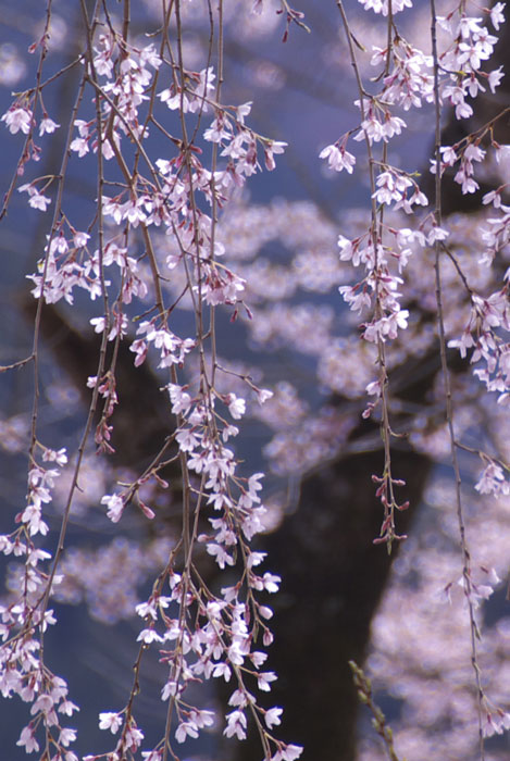 心も　さくら色♪(豊根村）_f0060531_7311665.jpg