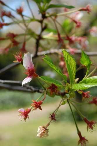 葉桜_c0111535_0575663.jpg