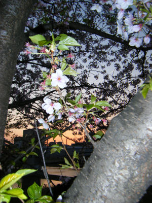 c0069036_192661.jpg