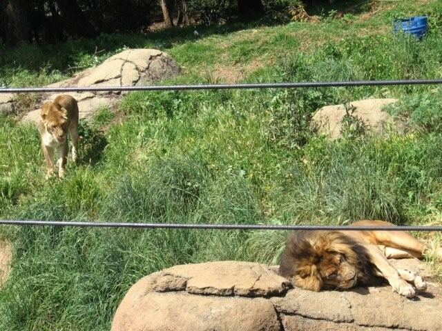 Oakland Zooにて_d0114237_1404422.jpg