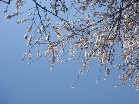 青空と桜_a0014840_2117522.jpg