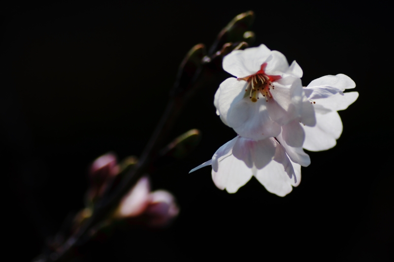 桜花　その4_d0152341_17481942.jpg