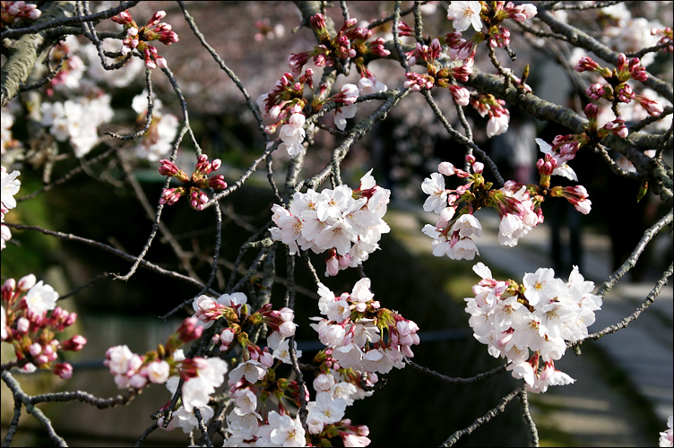 2009關西春櫻速報Vol9.～京都篇～哲學之道_c0073742_1738374.jpg