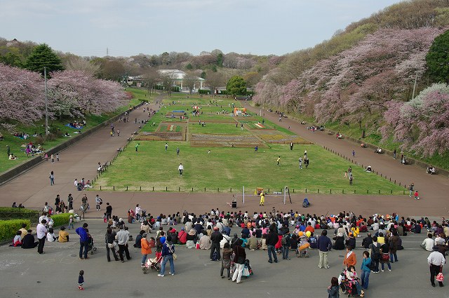 桜見物　　横浜・こどもの国１_b0112443_15315792.jpg