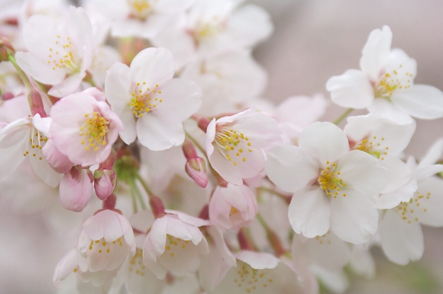 桜見物　　横浜・こどもの国１_b0112443_15535553.jpg