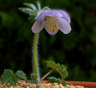 オオバナノエンレイソウの芽が : 蝴蝶の夢