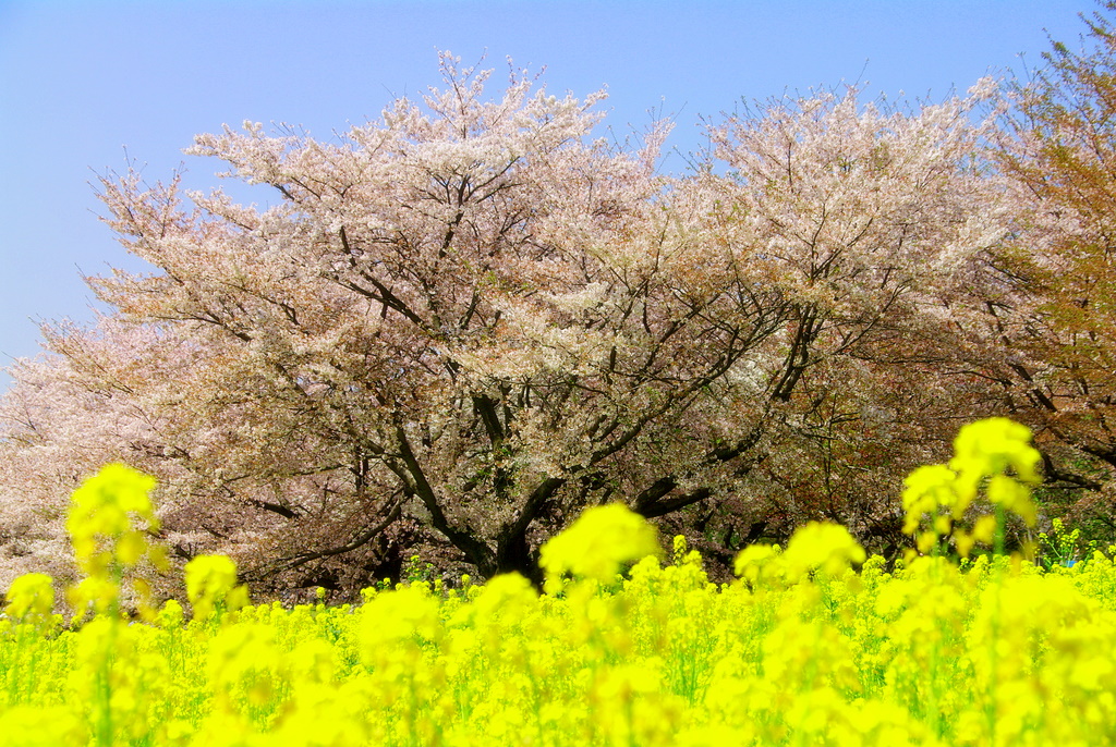 名残の桜花・・_d0104645_2038445.jpg