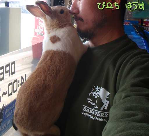 うさぎと遊ぶ びーち はうす うさぎと遊ぶ びーち はうす