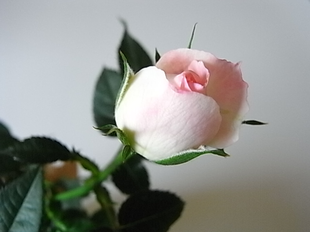 ミニ薔薇_b0145846_20363984.jpg